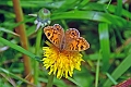 29 05 14_5234_edited-2